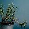 Jade Plant